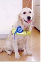 Guide Dog, Molly